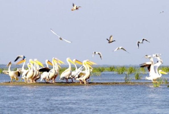 Vânătoarea în Delta Dunării, interzisă